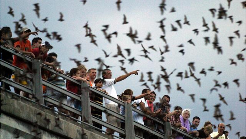 Bat Watch at Buffalo Bayou
